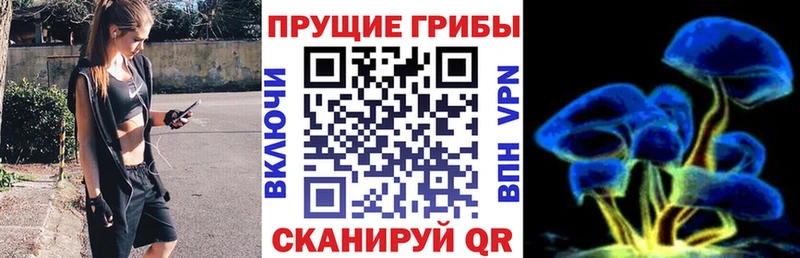 Галлюциногенные грибы Psilocybe  ОМГ ОМГ   Кувандык 